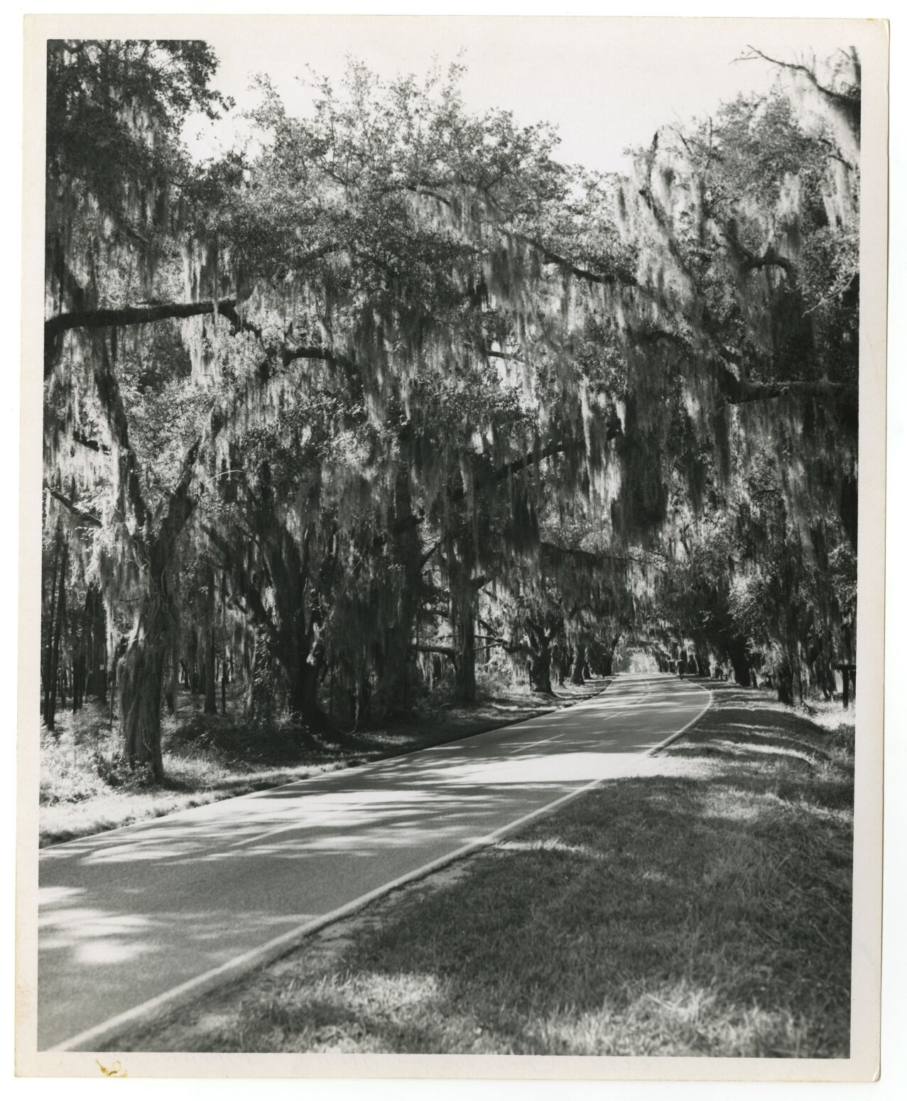 South Carolina History - Francis Marion National Forest - Vintage 8x10 Photo Poster painting