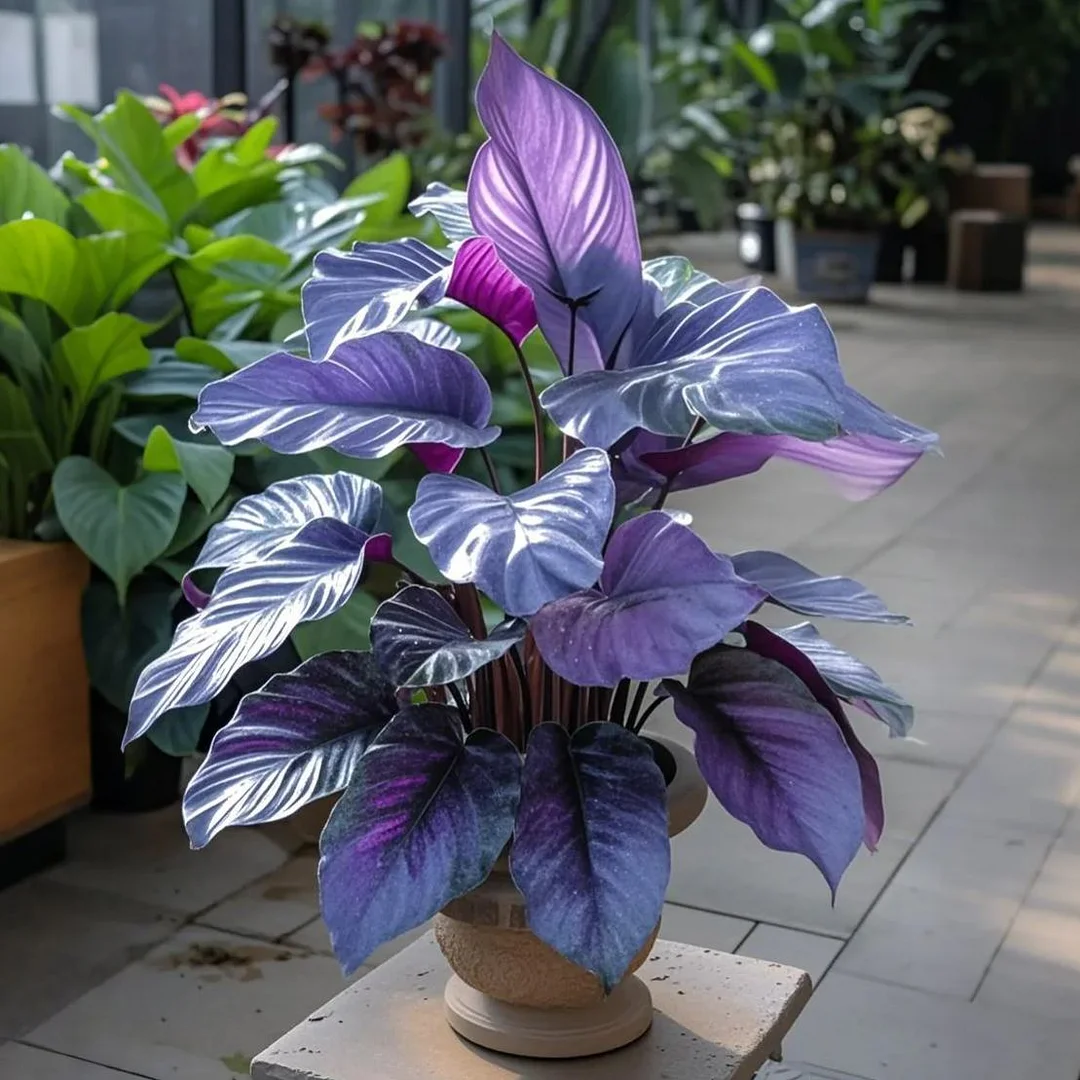 Mysterious Purple-Potted Alocasia Bulbs 🍃