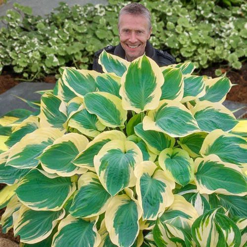 Orion's Belt Hosta