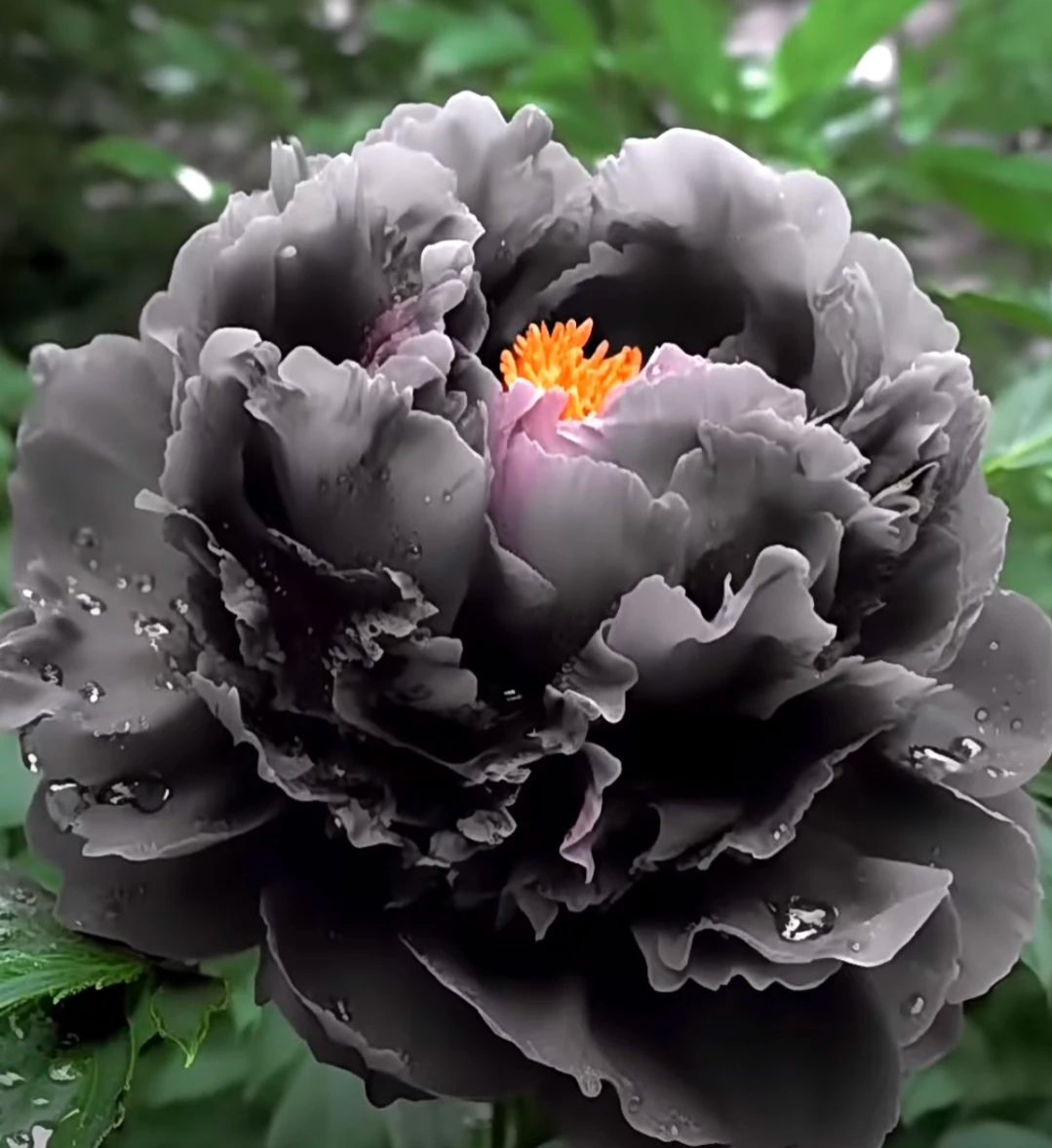 Black Peony Seeds Jonyparkseed®
