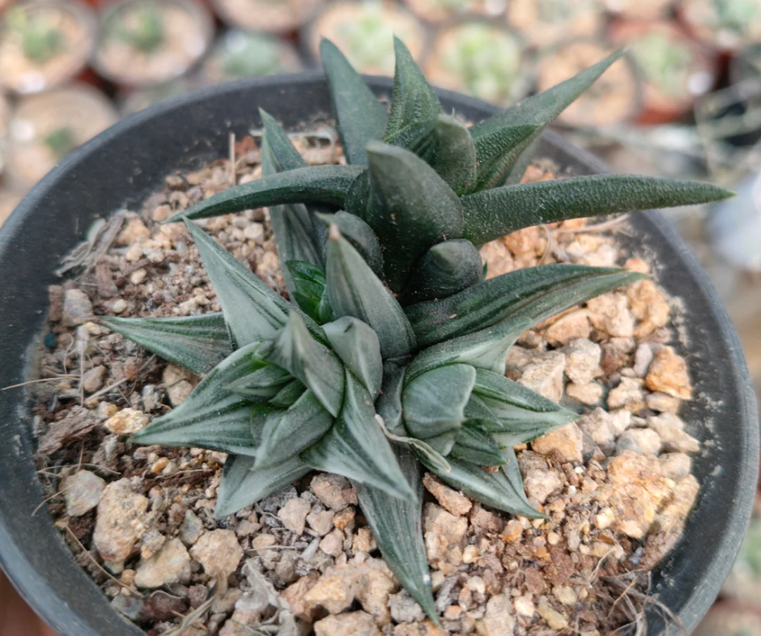 onestock.Haworthia Tortuosa F Alba Variegated  4cm/ Haworthia/ Succulent plants / Garden landscape / Carefully select healthy plants