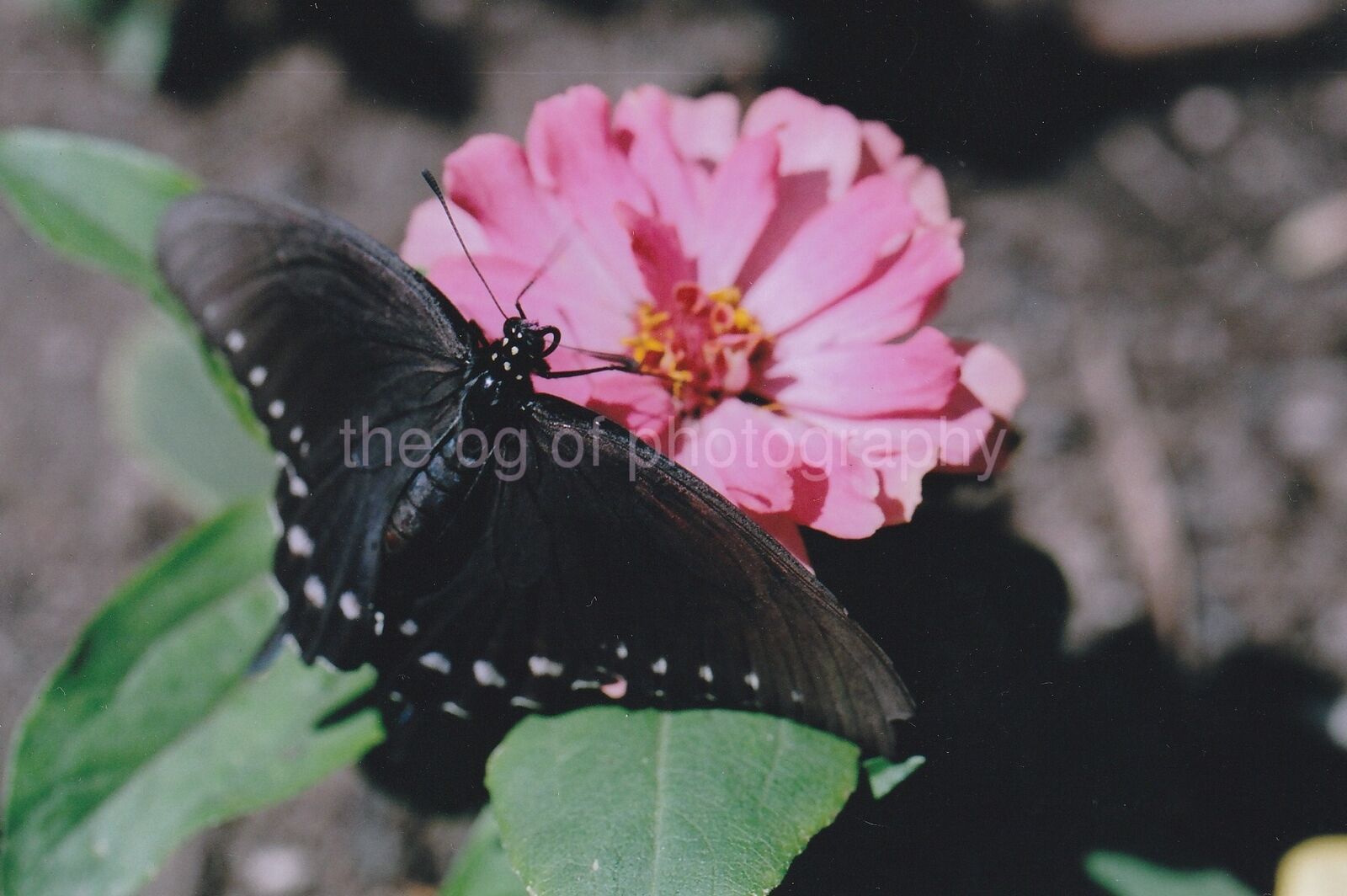 BLACK BUTTERFLY Found Photo Poster paintingGRAPH ColorOriginal FLOWER 811 1 L