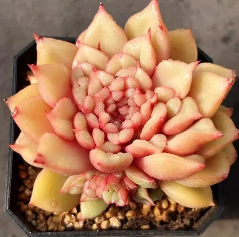 plant Aeonium Echeveria Haworthia  Caudex  Lithops Cactus  Agave 