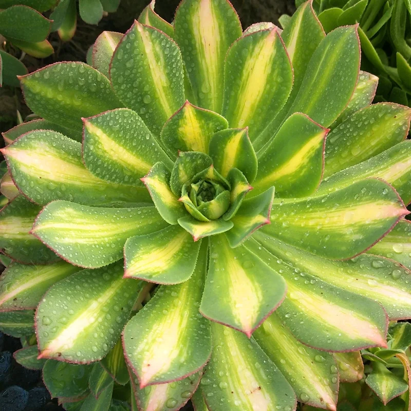 3.  Yellow spotted brocade   cutting 6-8cm/ Aeonium / Succulent plants / Garden landscape / Carefully select healthy plants