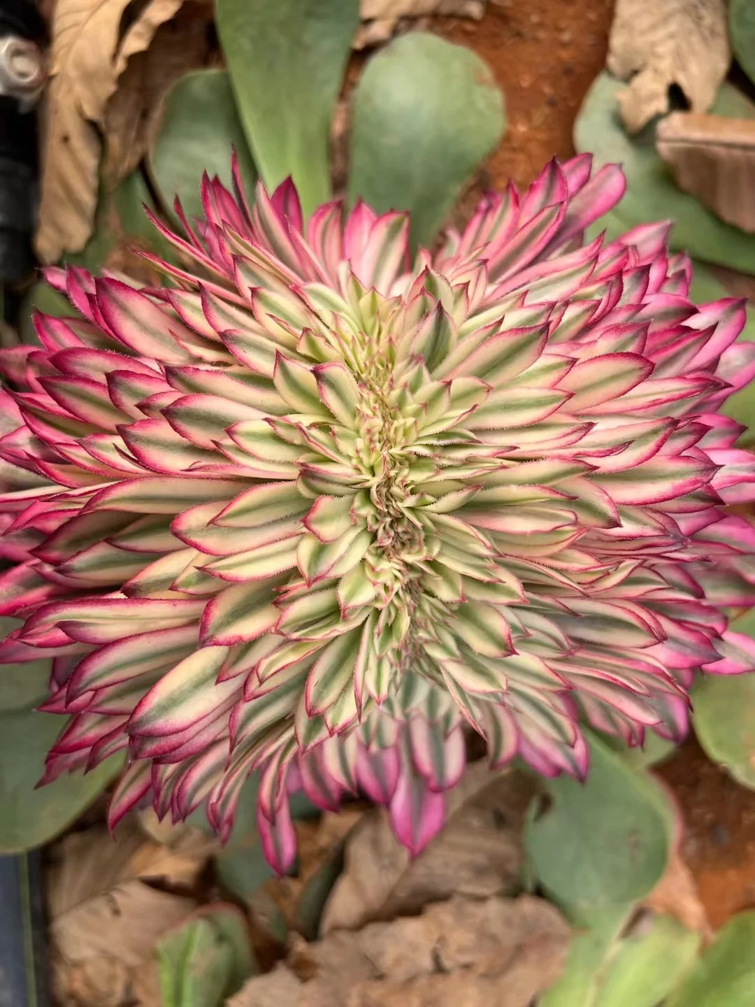 59.  Fairy ink crested/ Aeonium crested/ Aeonium plants / Garden landscape / Carefully select healthy plants