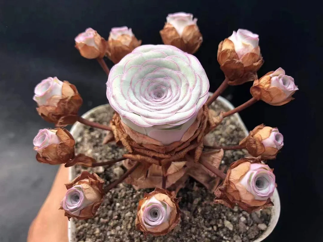 plant Aeonium Echeveria Haworthia  Caudex  Lithops Cactus  Agave 