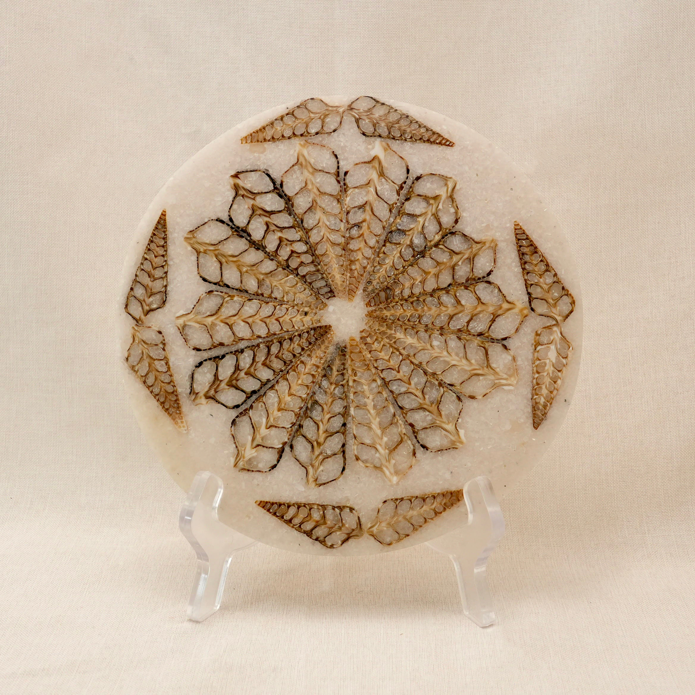 Fish Bone Fossil  Slice