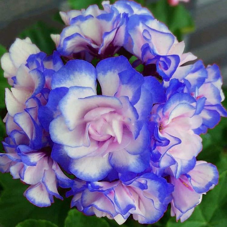 Rare 'Night Blue' Geranium Seeds Appleblossom Rosebud Pelargonium Perennial