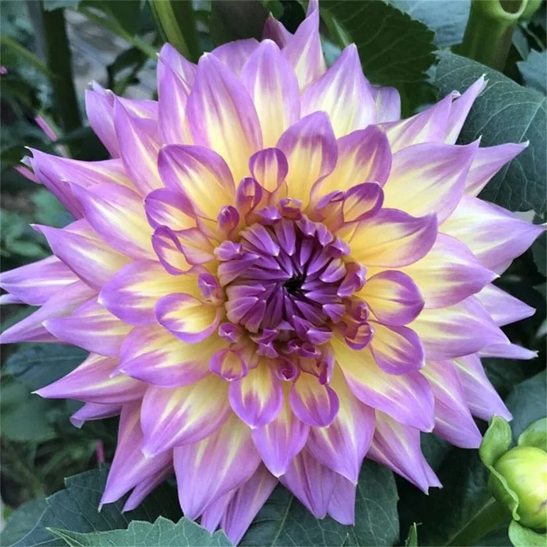 Frost Clip-Double dahlia bulbs