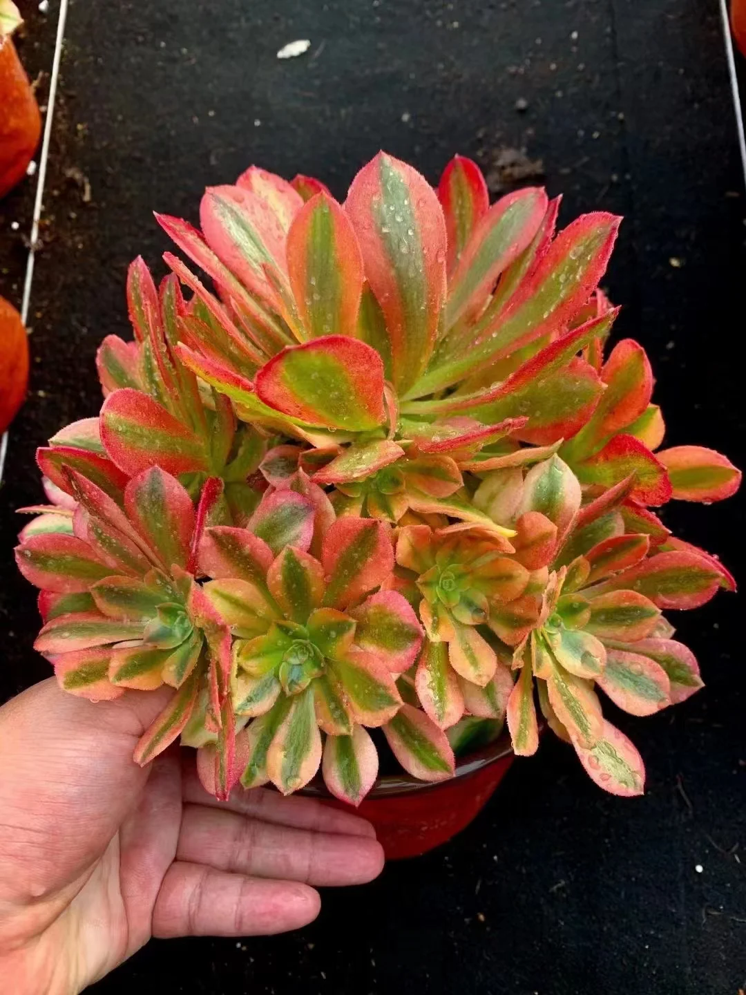 plant Aeonium Echeveria Haworthia  Caudex  Lithops Cactus  Agave 