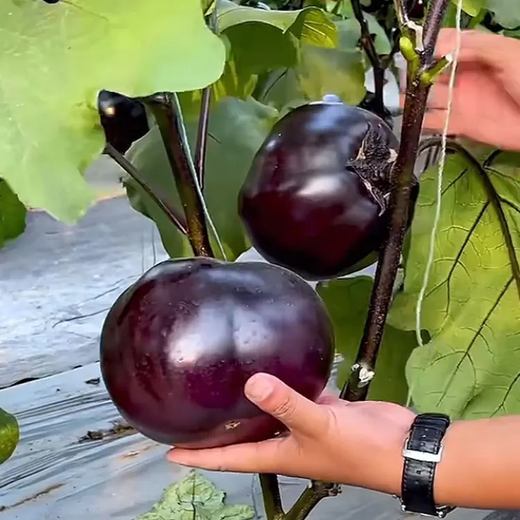 Beijing eggplant round organic vegetable eggplant seeds 100seed