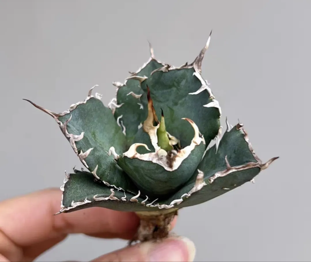 plant Aeonium Echeveria Haworthia  Caudex  Lithops Cactus  Agave 