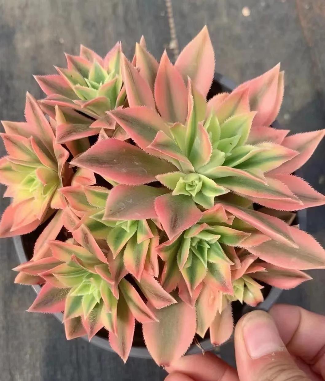 plant Aeonium Echeveria Haworthia  Caudex  Lithops Cactus  Agave 