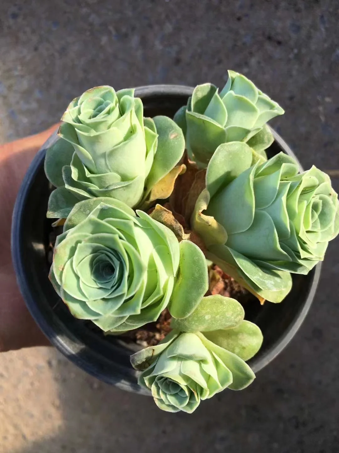 plant Aeonium Echeveria Haworthia  Caudex  Lithops Cactus  Agave 