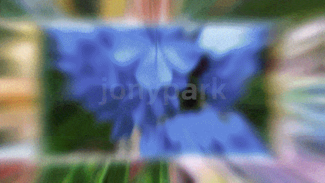  Jonyparkseed®