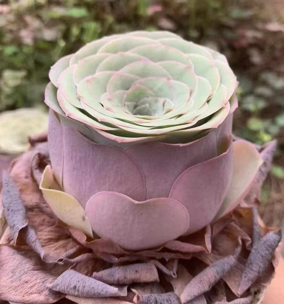 plant Aeonium Echeveria Haworthia  Caudex  Lithops Cactus  Agave 