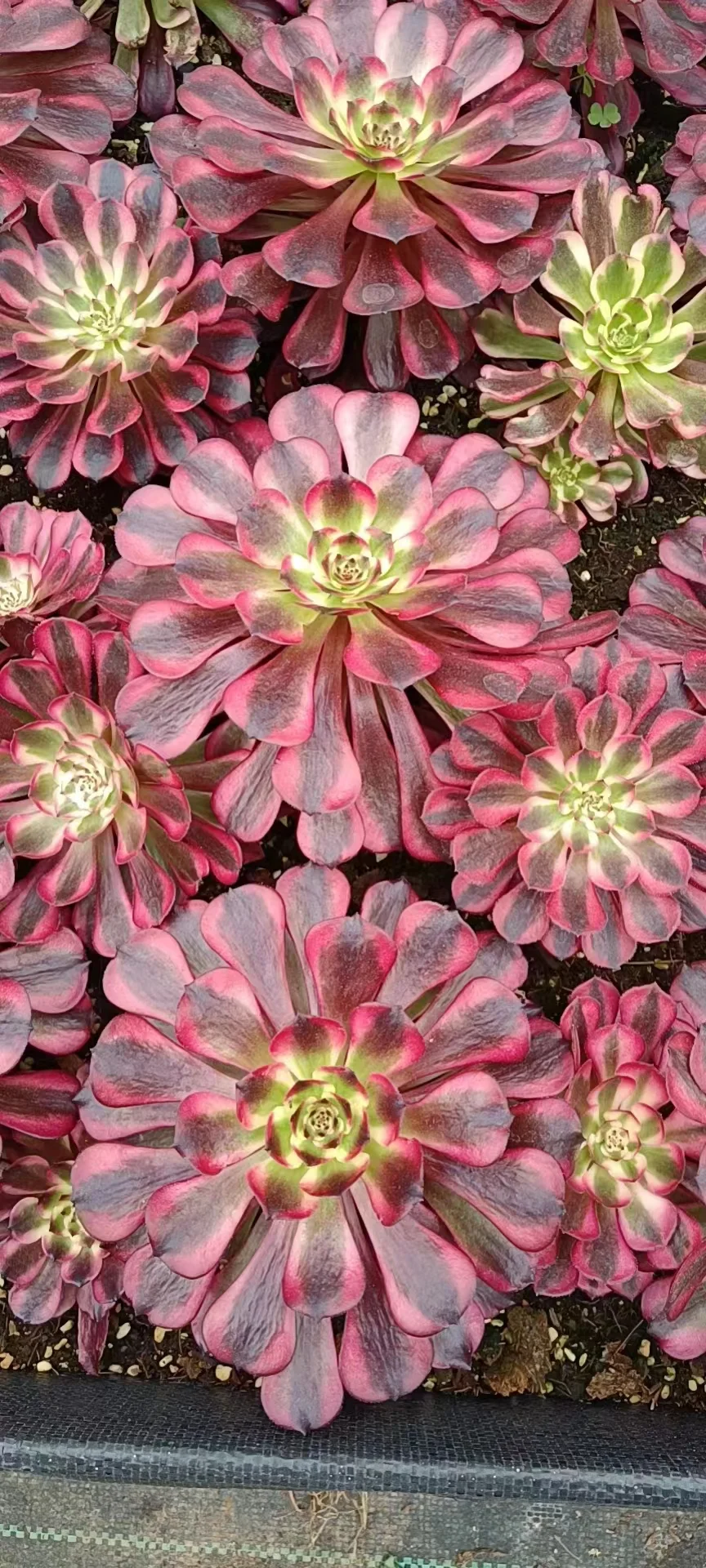 plant Aeonium Echeveria Haworthia  Caudex  Lithops Cactus  Agave 