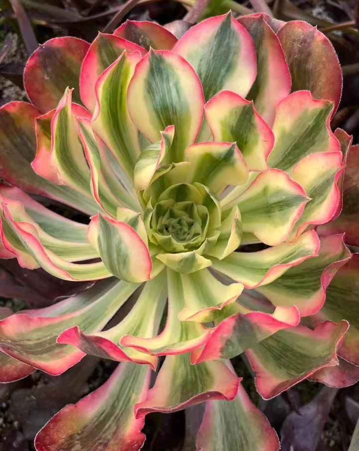 plant Aeonium Echeveria Haworthia  Caudex  Lithops Cactus  Agave 