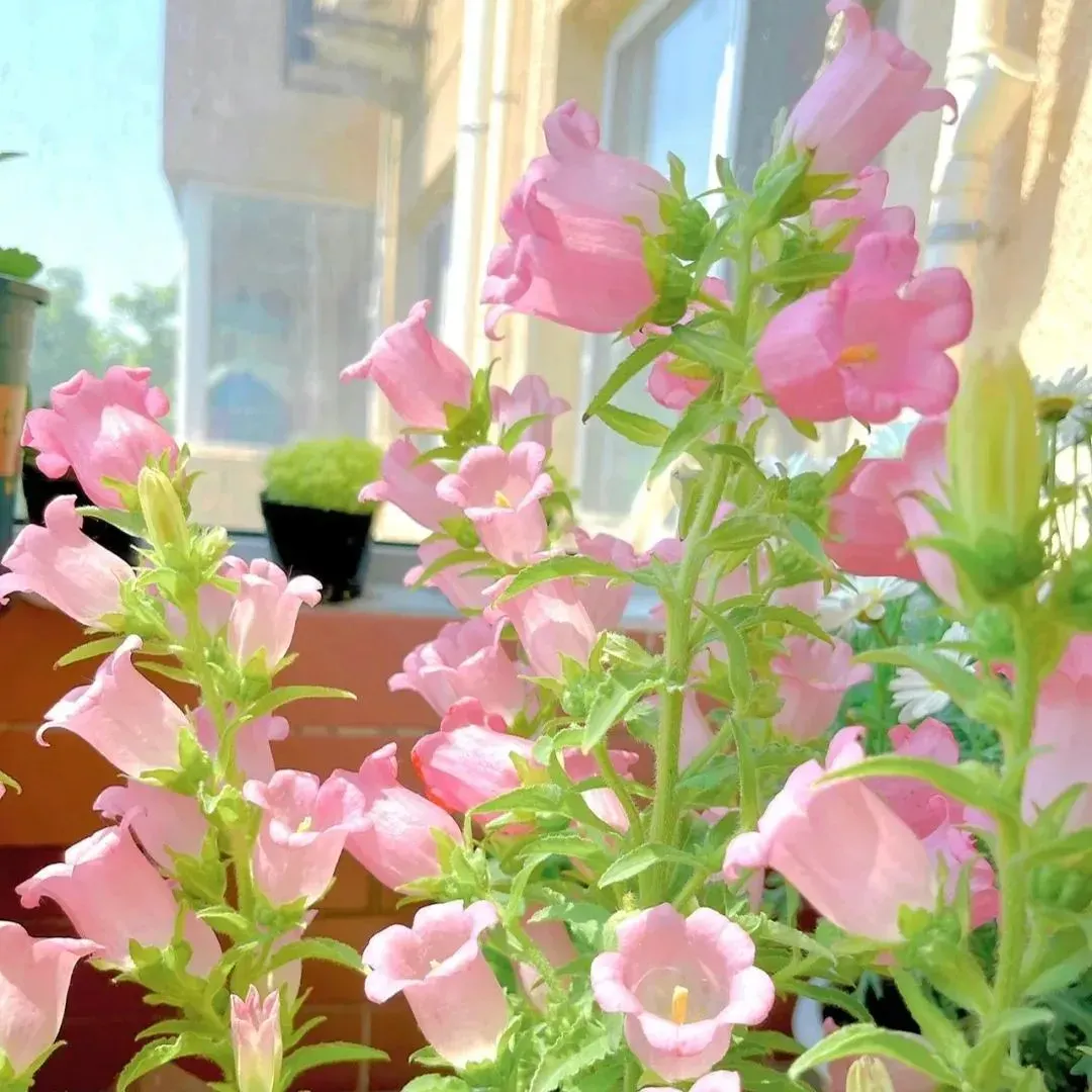 Campanula Seeds, Potted Flower Seeds