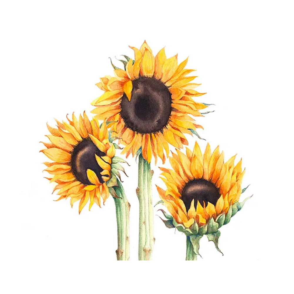 

40*30cm - Painting By Numbers - Flower, 501 Original