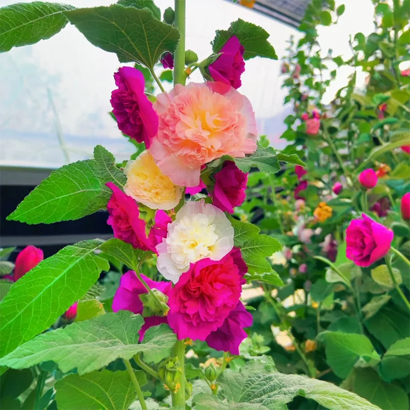💐Double-flowered Hollyhock Seeds