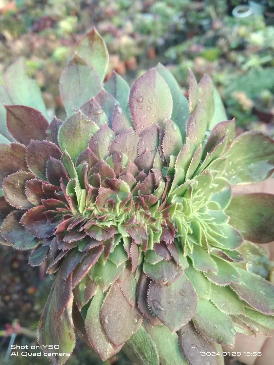 245.Halloween big bang crested cutting 6cm/ Aeonium cutting/ Aeonium plants/Aeonium crested/Garden landscape / Carefully select healthy plants
