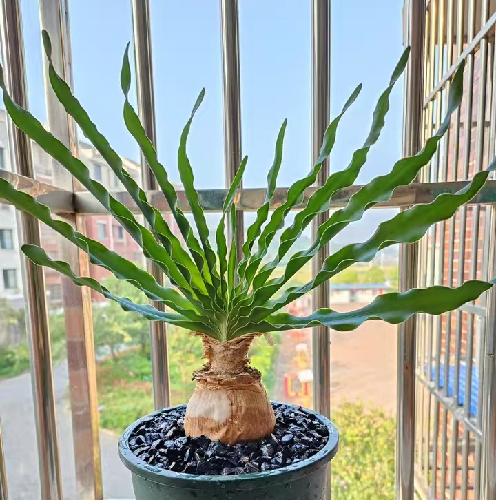 plant Aeonium Echeveria Haworthia  Caudex  Lithops Cactus  Agave 