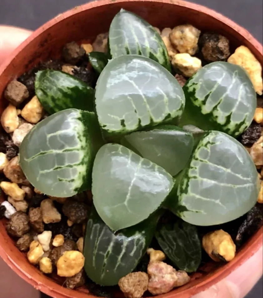 plant Aeonium Echeveria Haworthia  Caudex  Lithops Cactus  Agave 