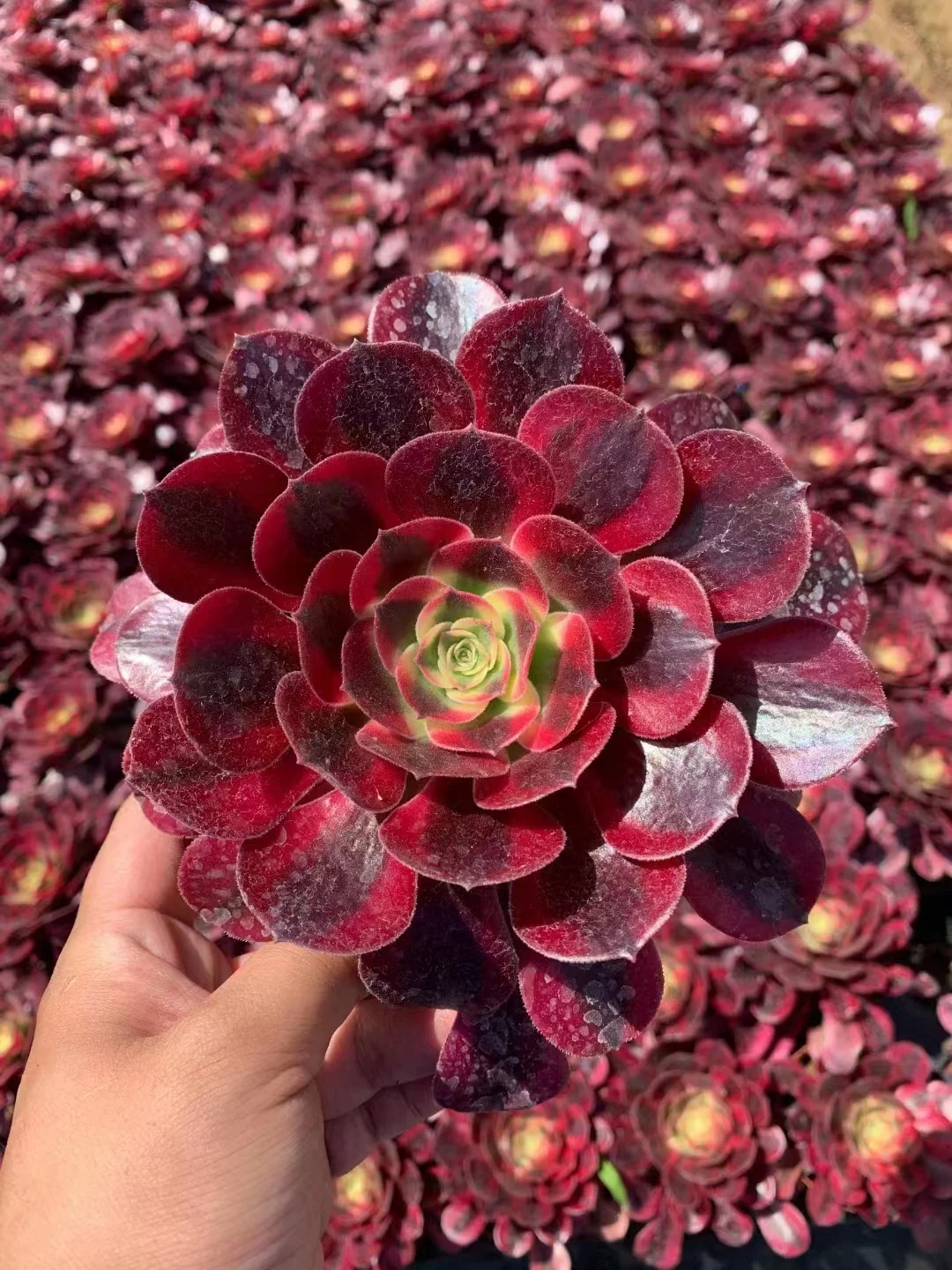 plant Aeonium Echeveria Haworthia  Caudex  Lithops Cactus  Agave 