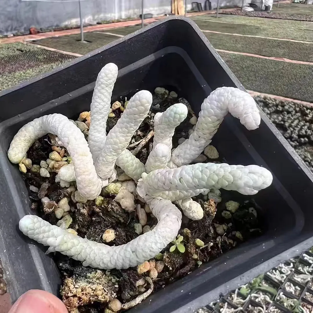 plant Aeonium Echeveria Haworthia  Caudex  Lithops Cactus  Agave 