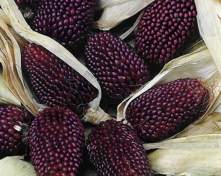 🍓&🌽Strawberry Corn seeds - 2023 popular seeds