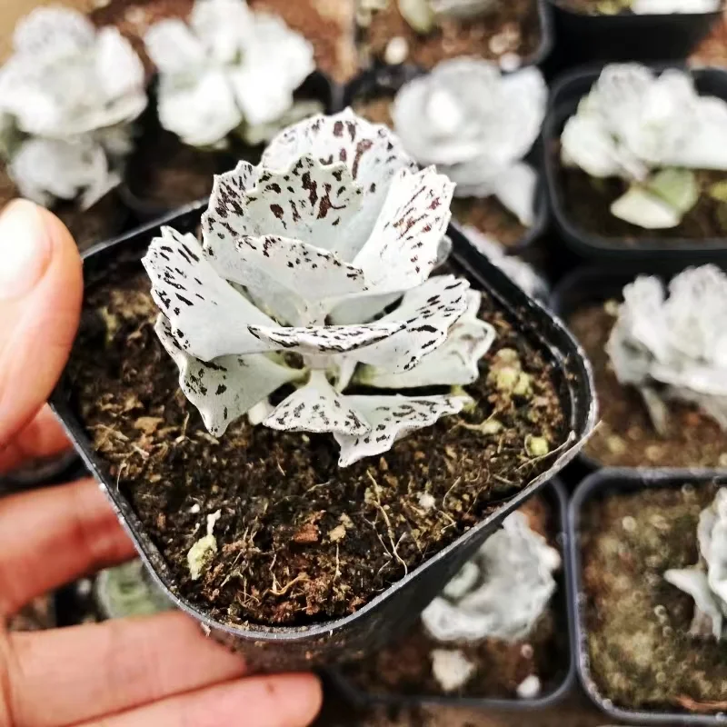 plant Aeonium Echeveria Haworthia  Caudex  Lithops Cactus  Agave 