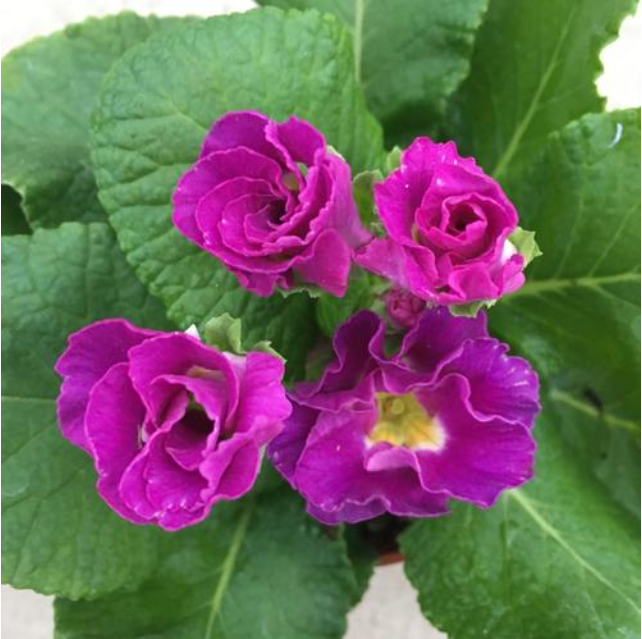Rare New Spring Primula Rose Seeds Jonyparkseed®