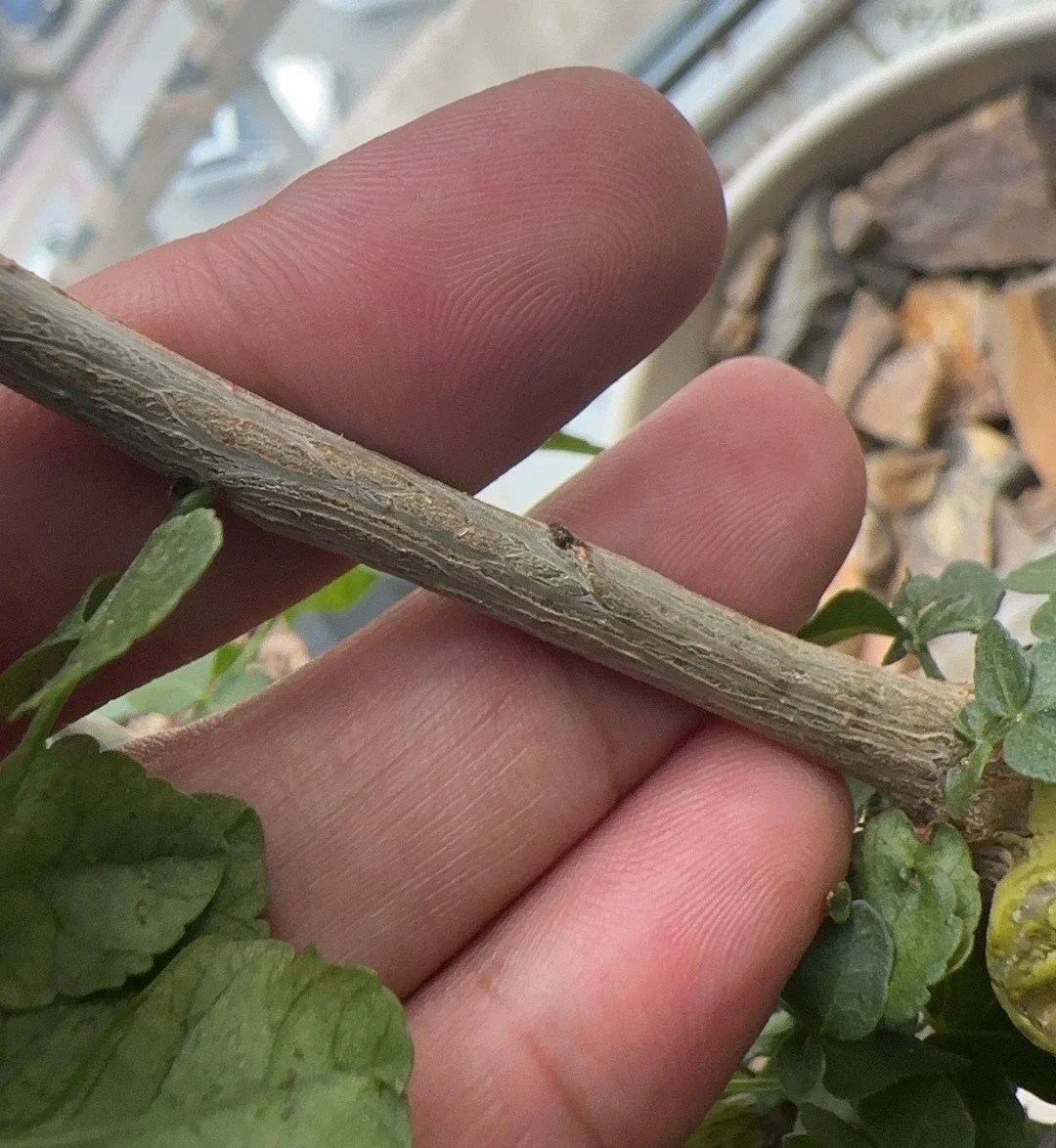 plant Aeonium Echeveria Haworthia  Caudex  Lithops Cactus  Agave 