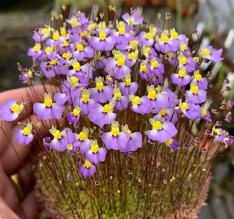 Utricularia sandersonii Seeds