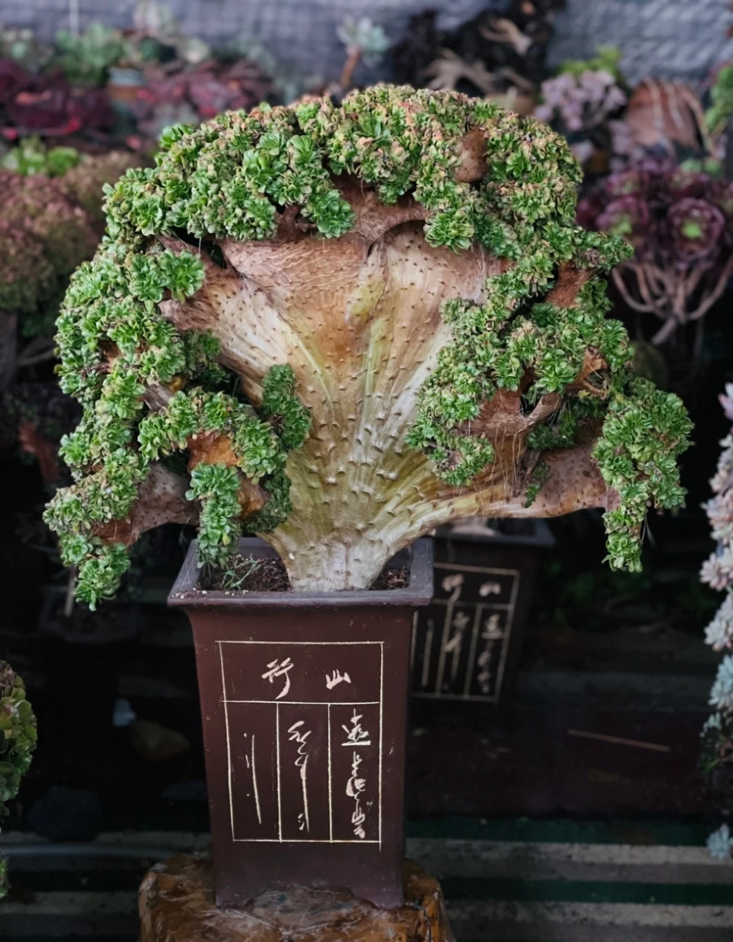 353.  Small leaf censer plate crested cutting 6cm/ Aeonium cutting/ Succulent plants / Garden landscape / Carefully select healthy plants