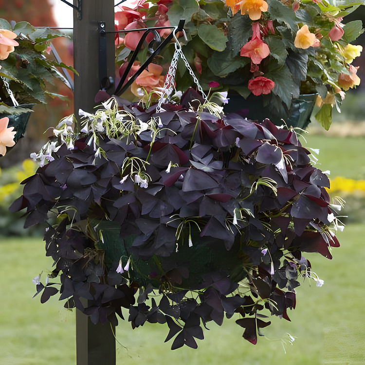 Oxalis Hybrid, Shamrock, Wood Sorrel 'Charmed Velvet' (Oxalis)