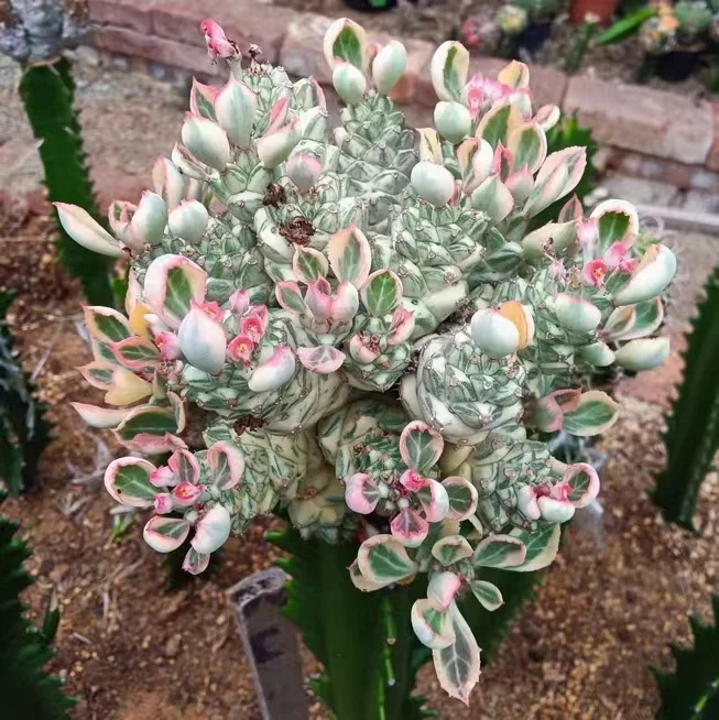 664. Monadenium ritchiei varieg  single head 2-3cm/Cactus plants  / Succulent plants/Garden landscape / Carefully select healthy plants