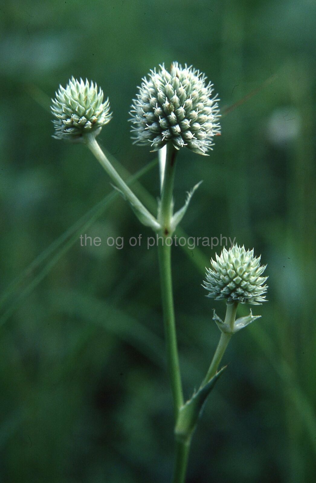 NATURE CLOSE UP 35mm FOUND SLIDE Color Transparency Photo Poster painting 21 T 67 P