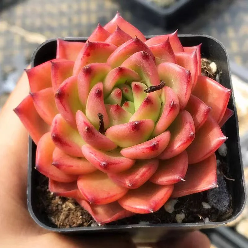 plant Aeonium Echeveria Haworthia  Caudex  Lithops Cactus  Agave 