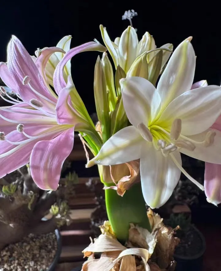 plant Aeonium Echeveria Haworthia  Caudex  Lithops Cactus  Agave 