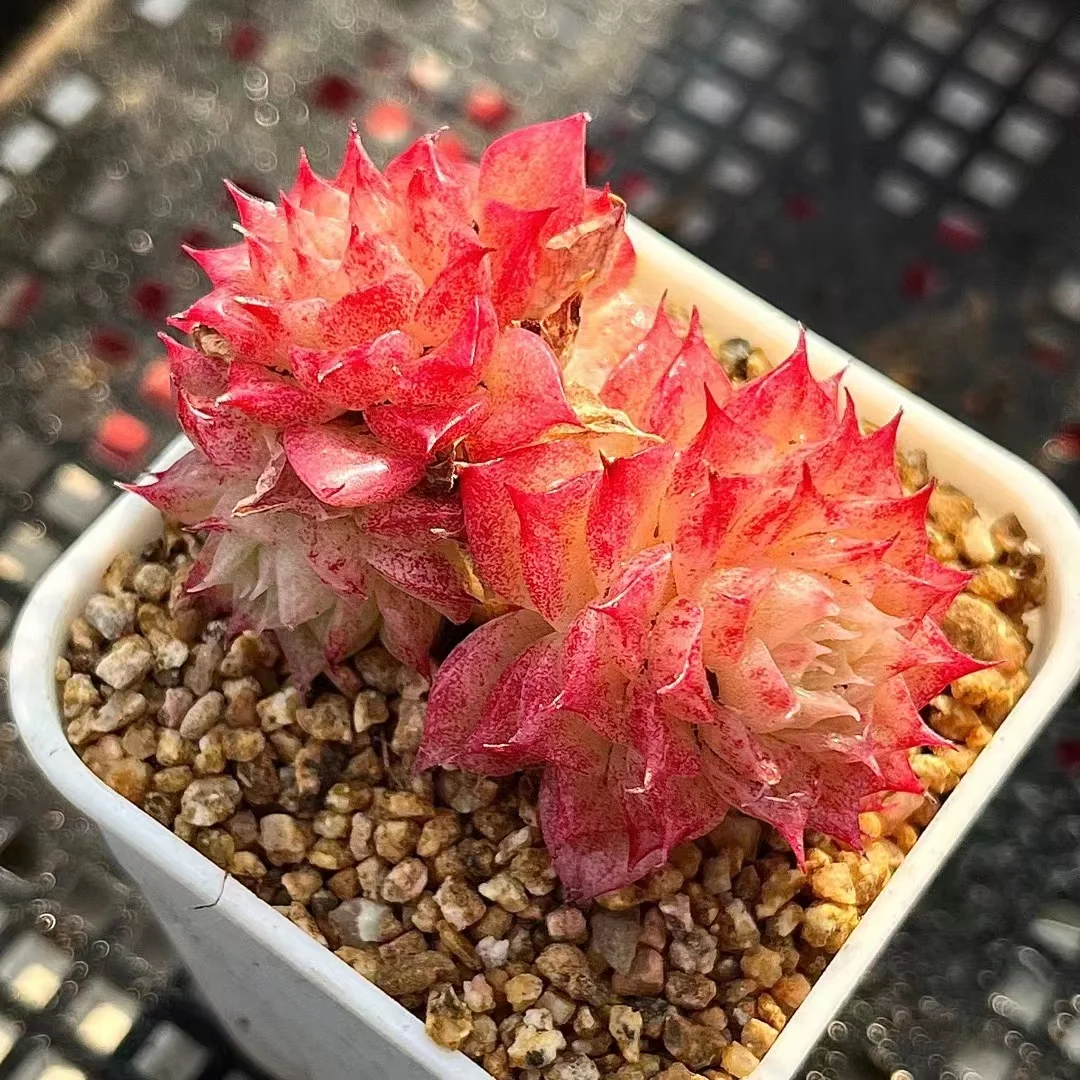 plant Aeonium Echeveria Haworthia  Caudex  Lithops Cactus  Agave 