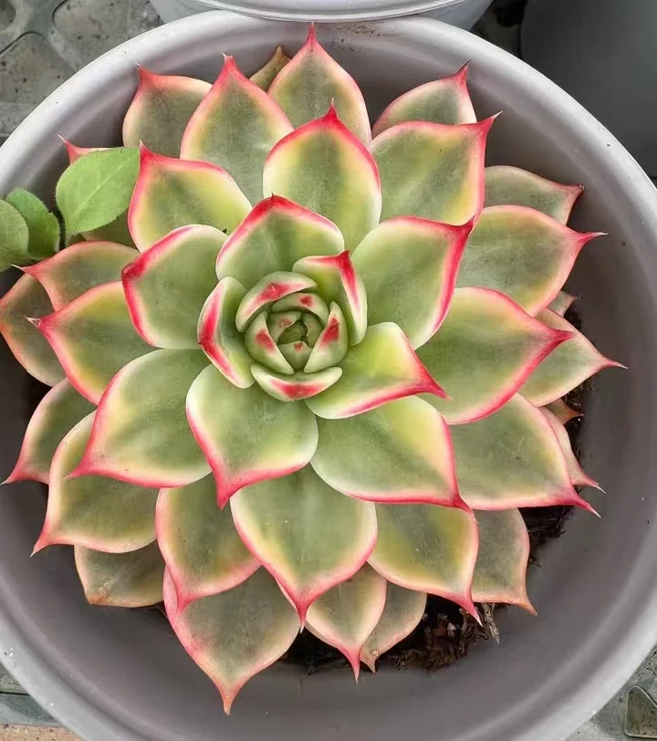 plant Aeonium Echeveria Haworthia  Caudex  Lithops Cactus  Agave 