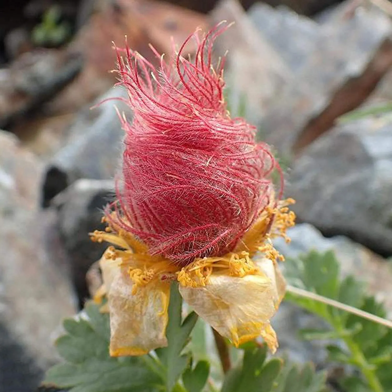 Prairie Smoke Flower Seeds