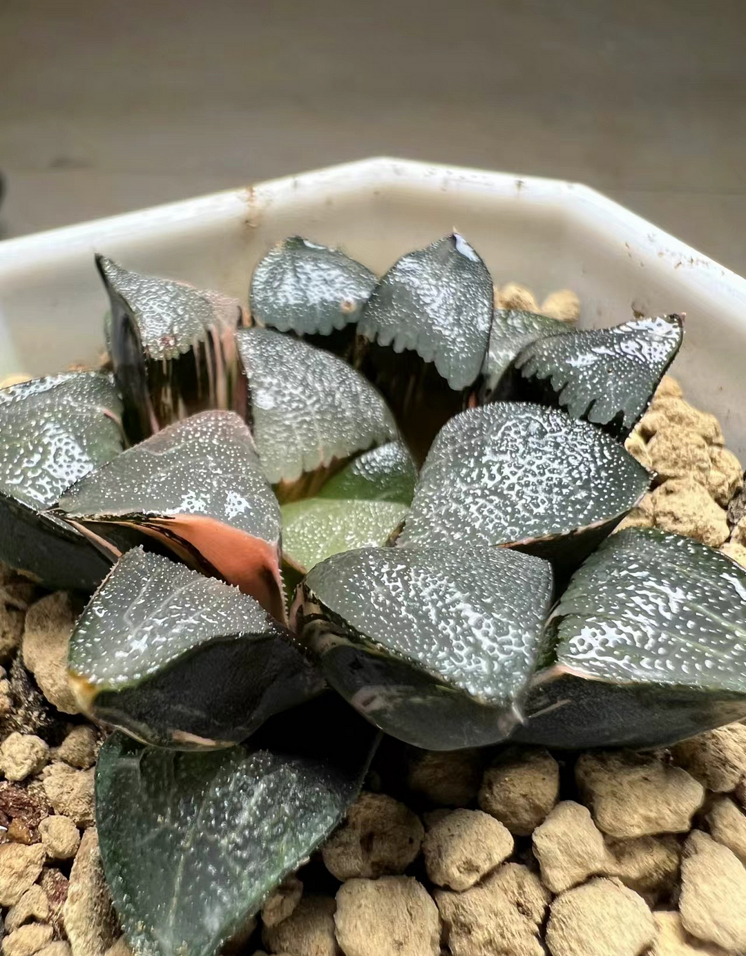 1012.Hatan jade Variegated 5cm/ Haworthia/ Succulent plants / Garden landscape / Carefully select healthy plants
