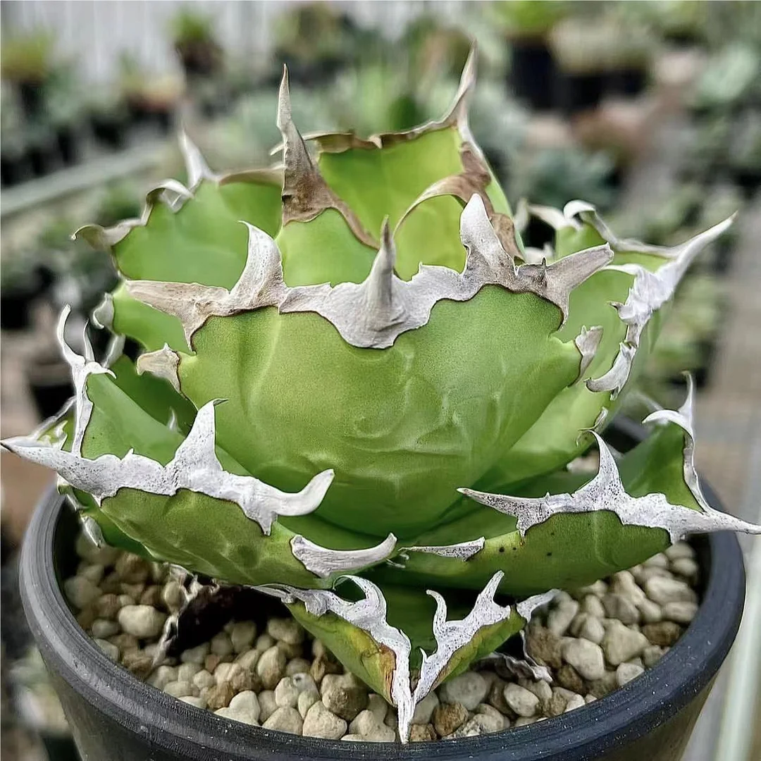 abld2. Agave Titanota crab  8cm/Agave plants / Succulent plants / Garden landscape / Carefully select healthy plants