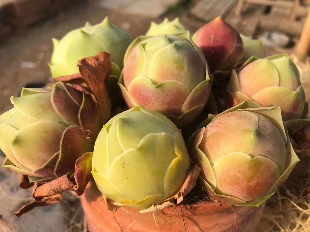 plant Aeonium Echeveria Haworthia  Caudex  Lithops Cactus  Agave 