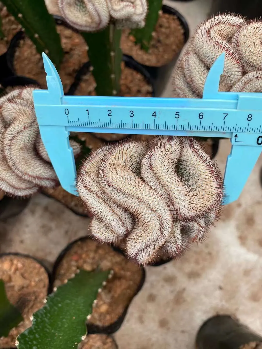plant Aeonium Echeveria Haworthia  Caudex  Lithops Cactus  Agave 