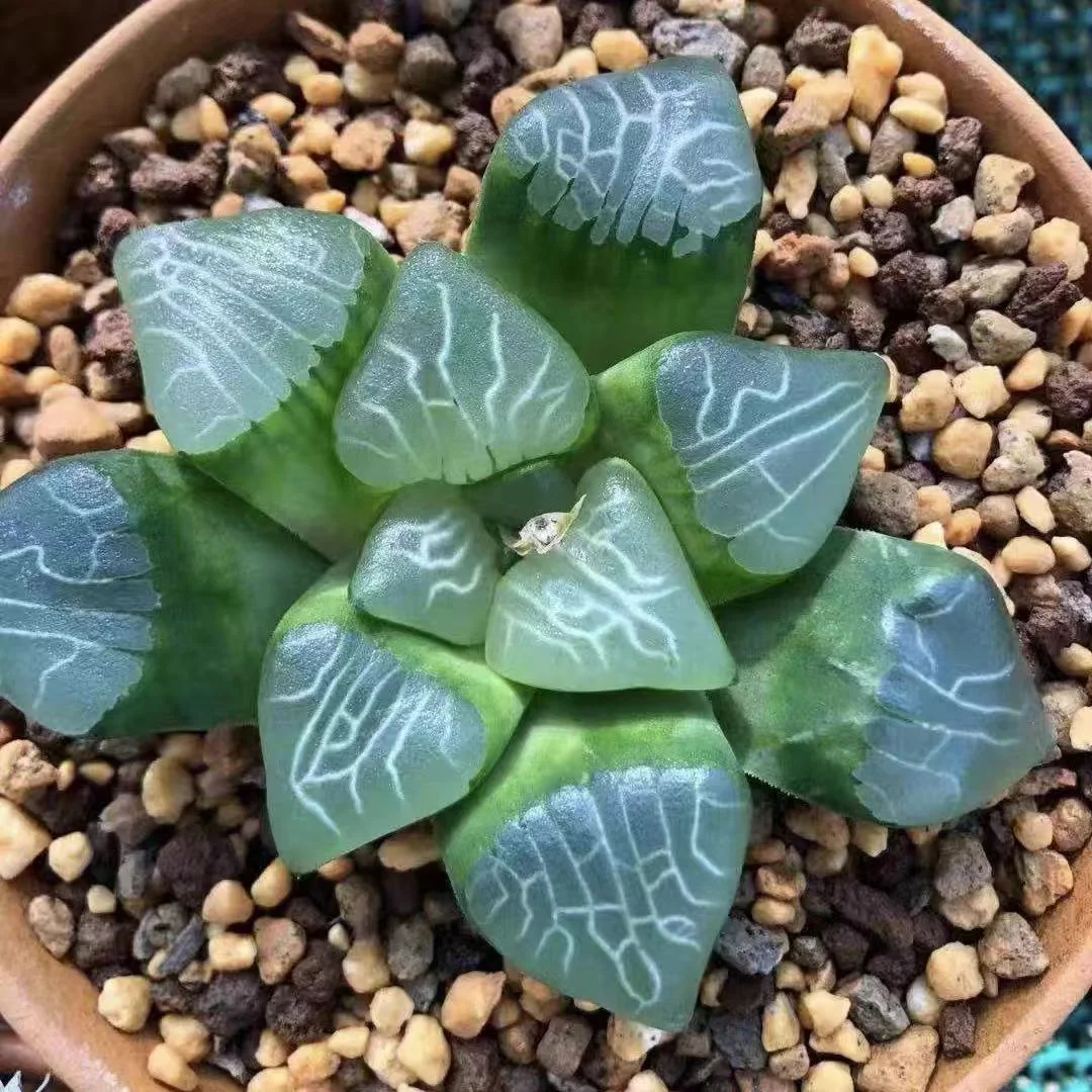987.Rock RM  bayeriJ.D.Venter & S.A.Hammer 4cm/ Haworthia/ Succulent plants / Garden landscape / Carefully select healthy plants