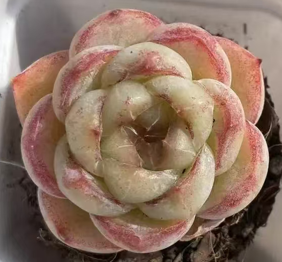 434.Echeveria Elseberry single head 3-4cm/ Echeveria / Succulent plants / Garden landscape / Carefully select healthy plants